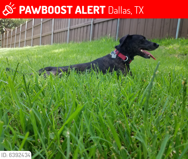 Lost Female Dog last seen Katie Jackson Park, 4900 Haverwood Ln, Dallas, TX 75287, Dallas, TX 75287