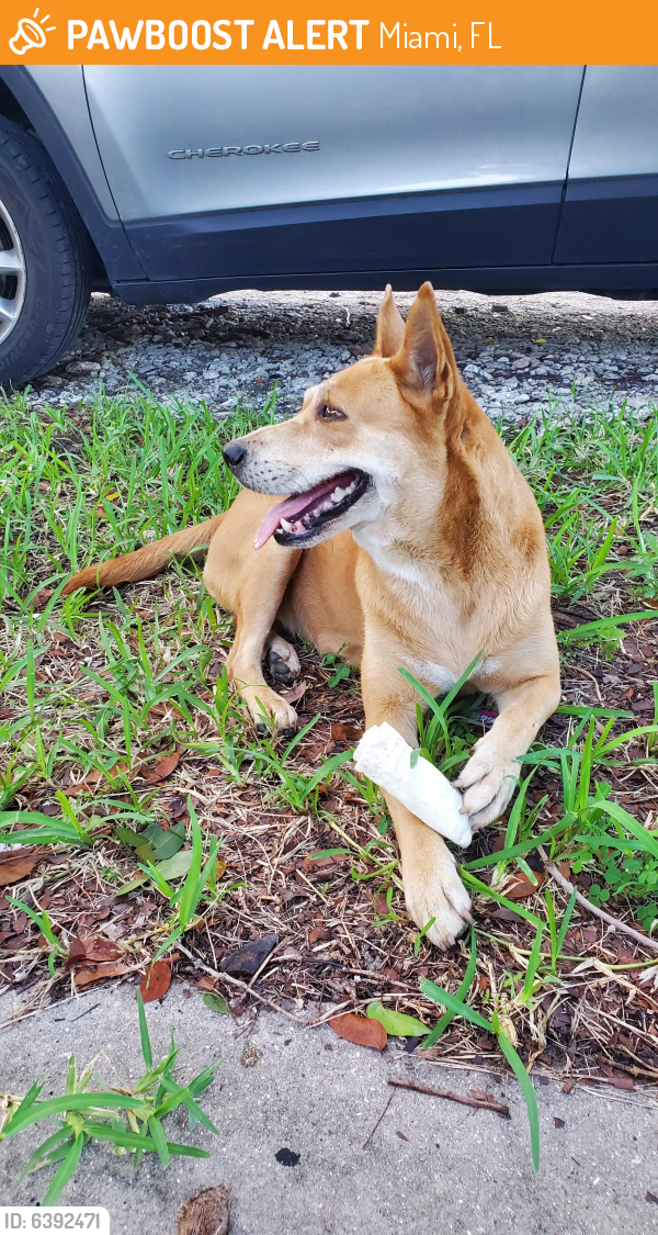 Found/Stray Female Dog last seen Allapattah, Miami, FL, Miami, FL 33142