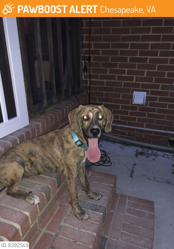 Found/Stray Male Dog last seen Woodland drive and emerald woods rd Chesapeake va , Chesapeake, VA 23321
