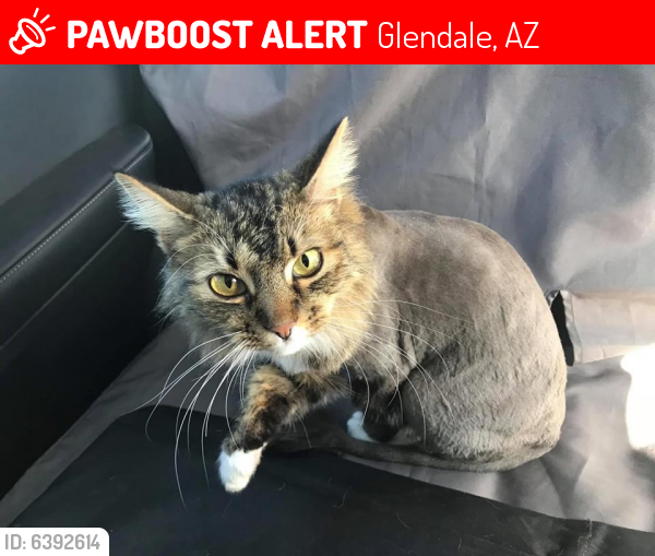 Lost Female Cat last seen 59th Avenue and Marconi , Glendale, AZ 85306