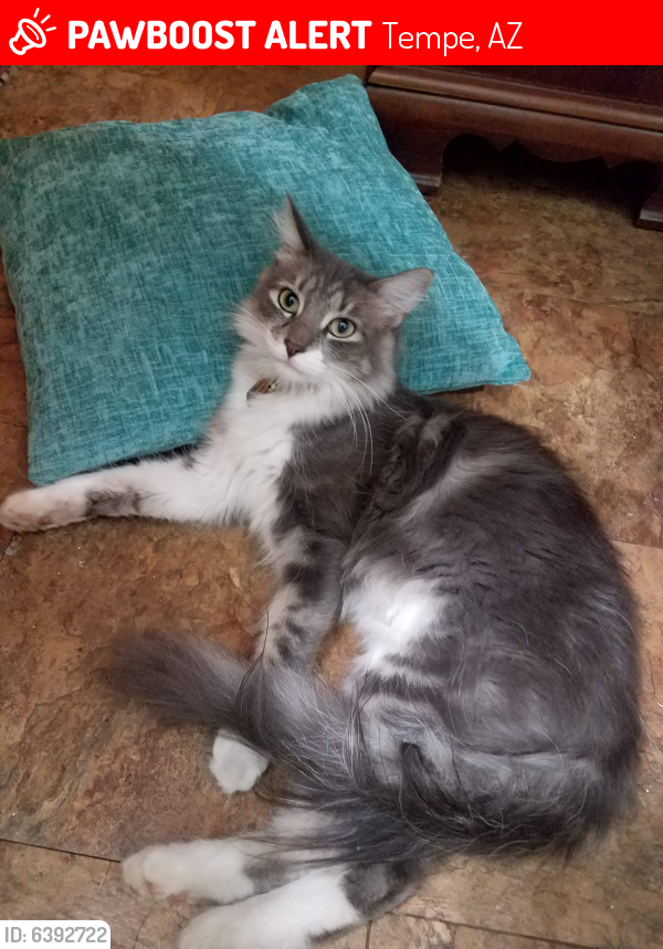 Lost Male Cat last seen Guadalupe and Hardy, Tempe, AZ 85283