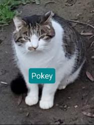 Lost Male Cat last seen Nestling Cir & E. Taron, Elk Grove, CA 95757