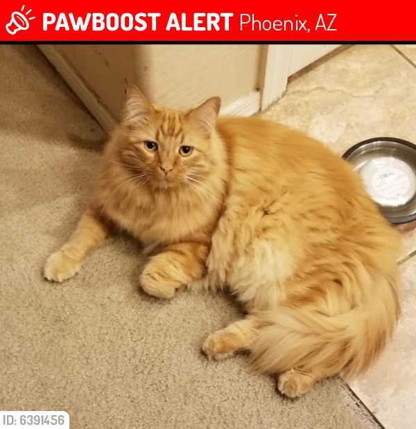 Lost Male Cat last seen 111th ave and Cambell , Phoenix, AZ 85037