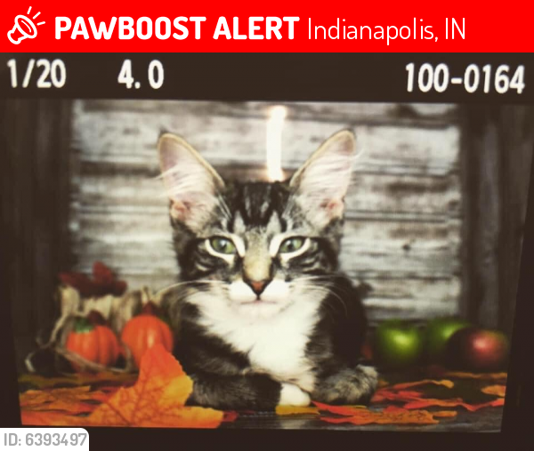 Lost Male Cat last seen N Belmont and St Clair, Indianapolis, IN 46222
