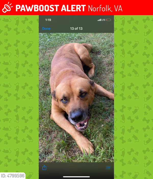 Lost Male Dog last seen Norview Ave & Military Hwy, Norfolk, VA 23513
