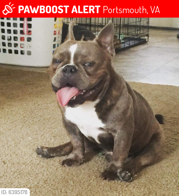 Lost Male Dog last seen Red Roof Inn , Portsmouth, VA 23523