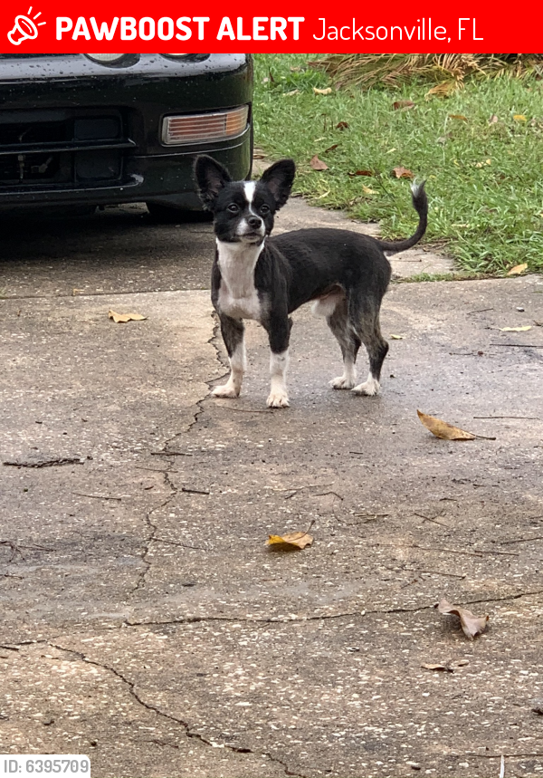 Lost Male Dog in Jacksonville, FL 32218 Named Manolo (ID 6395709