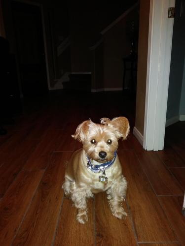Lost Male Dog last seen Imperial Valley & Richey Rd, Houston, TX 77090