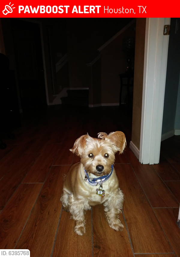 Lost Male Dog last seen Imperial Valley & Richey Rd, Houston, TX 77090