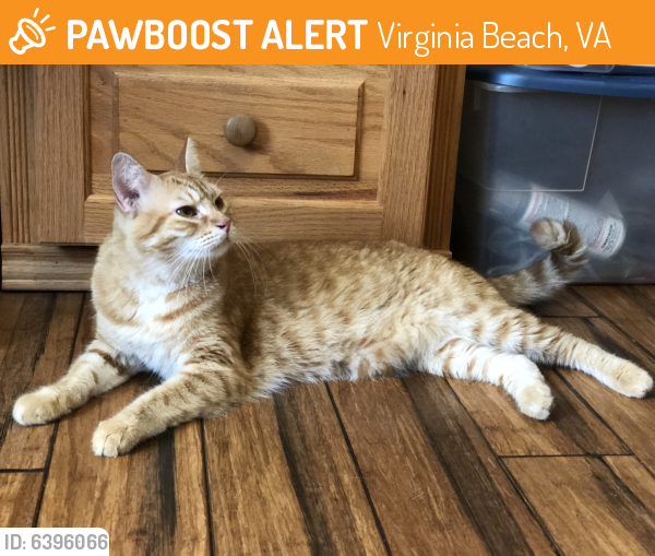 Found/Stray Male Cat last seen Ash Ave and Virginia Beach Blvd / Thalia , Virginia Beach, VA 23452