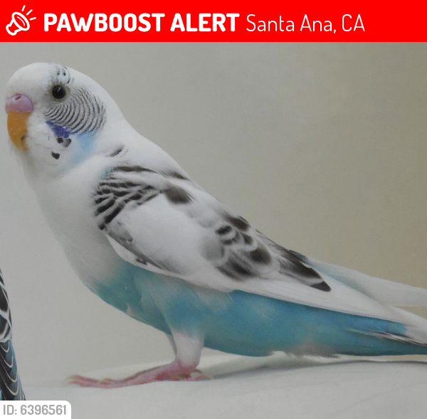 Lost Male Bird last seen Camile St & Arapaho Dr., Santa Ana, CA 92704