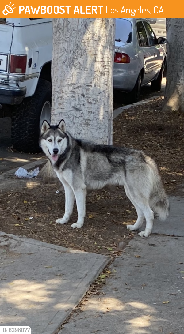 Found/Stray Unknown Dog last seen San Pedro and 69th St , Los Angeles, CA 90003