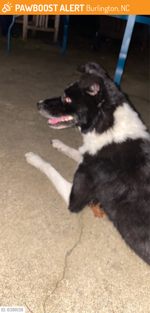 Found/Stray Female Dog last seen Cornwallis Dr, Burlington NC , Burlington, NC 27215