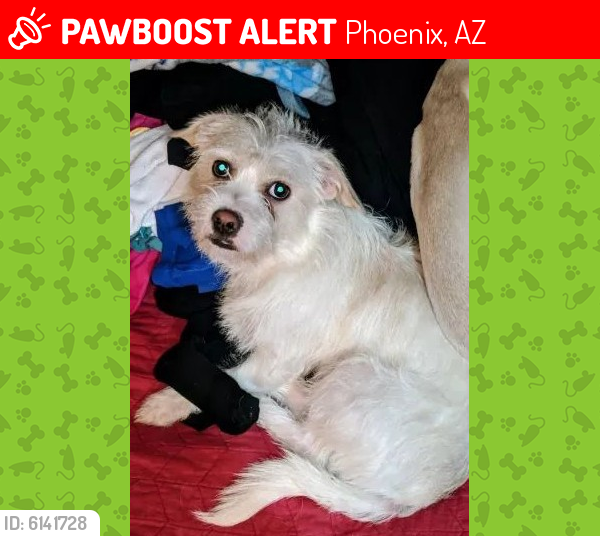 Lost Male Dog last seen Van Buren and 15th Ave, Phoenix, AZ 85007