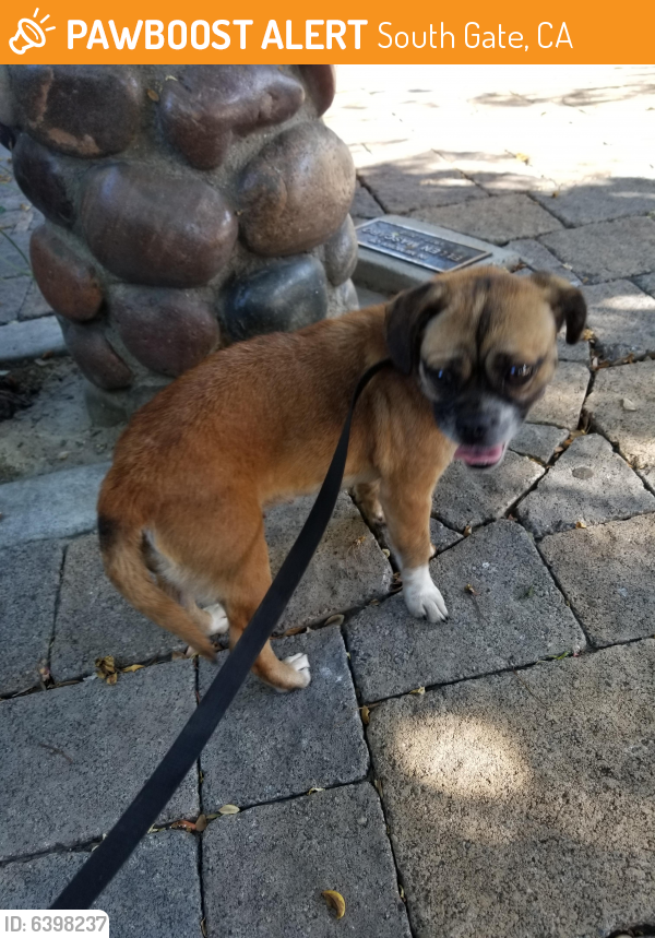 Found/Stray Female Dog last seen Southern Ave , South Gate, CA 90280