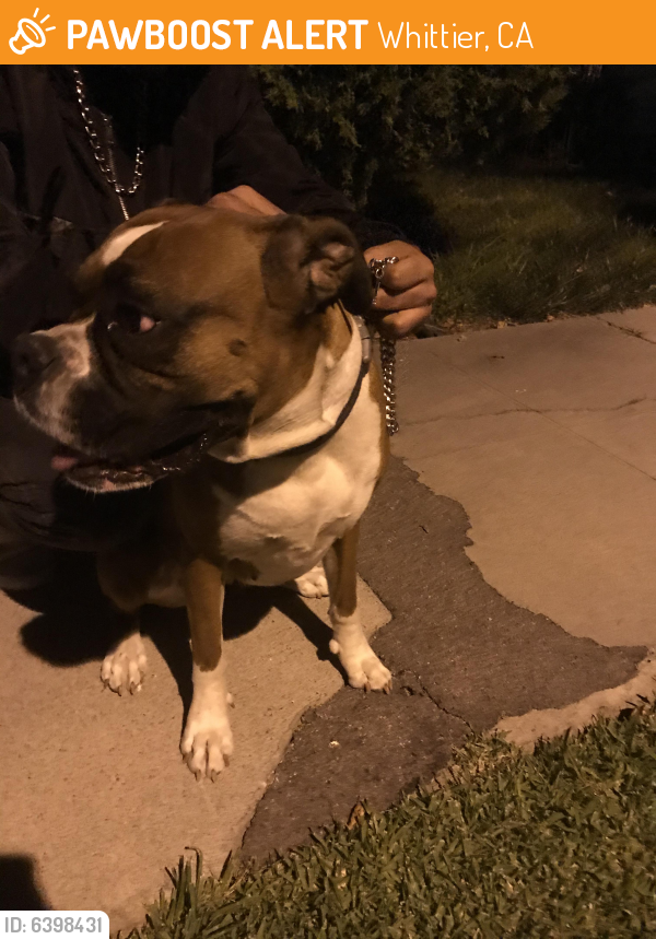 Found/Stray Female Dog last seen Walnut & Friends , Whittier, CA 90602