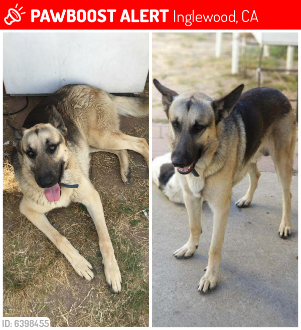 Lost Male Dog last seen Praire and 107th ST , Inglewood, CA 90303
