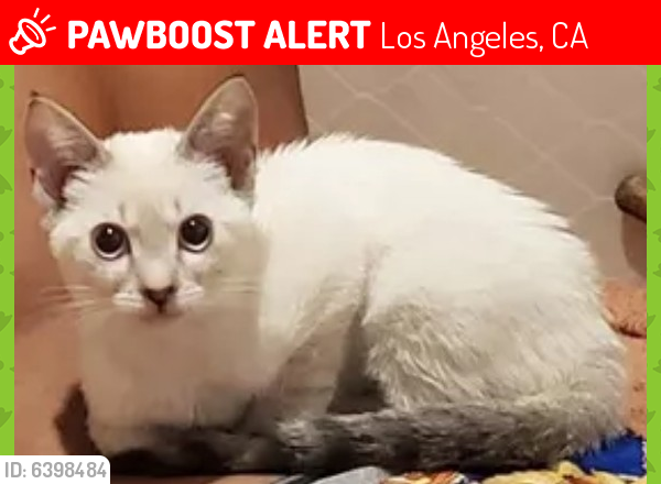 Lost Female Cat last seen Near wybro Ave , Los Angeles, CA 90063