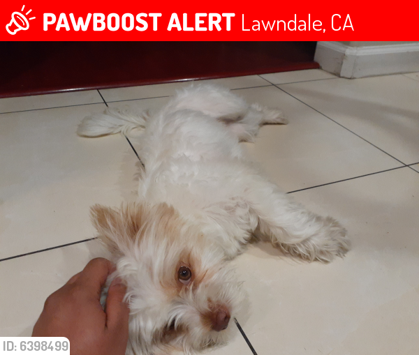 Lost Female Dog last seen 147th & Condon Ave, Lawndale, CA 90260