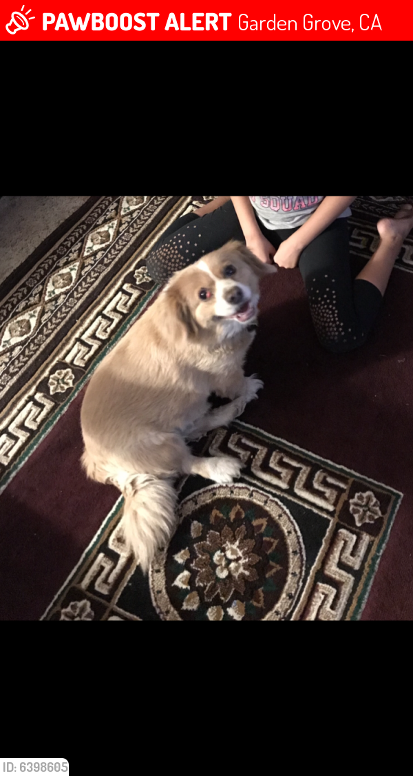 Lost Male Dog last seen Lorna st near Blanche st and Amy st, Garden Grove, CA 92841