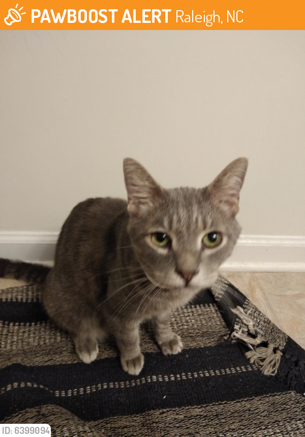 Found/Stray Female Cat last seen Gorman St, NC State, Raleigh, NC 27606