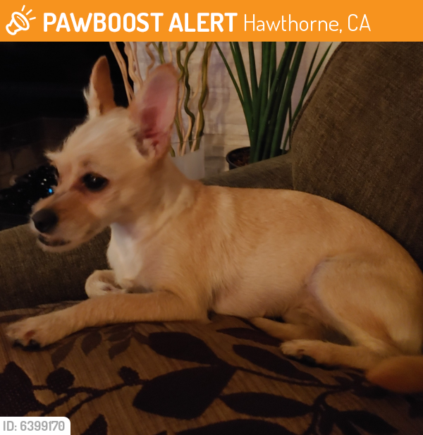 Surrendered Female Dog last seen Imperial, Hawthorne, CA 90250
