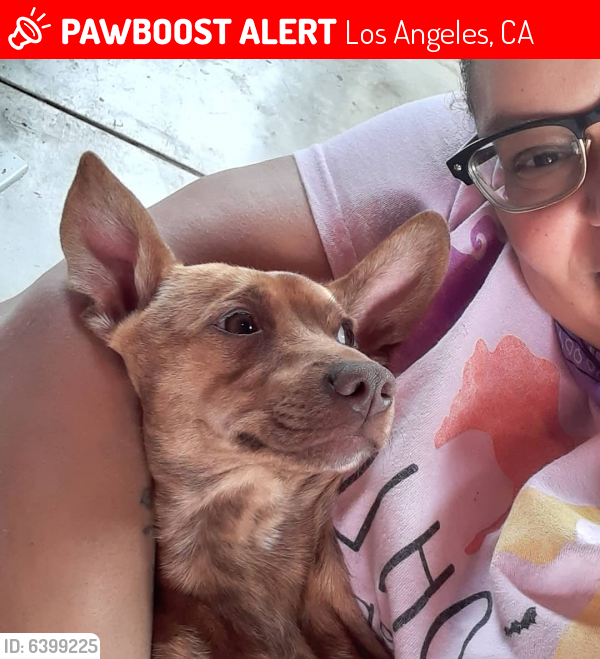 Lost Female Dog last seen Stratford and Ave 50, Los Angeles, CA 90042