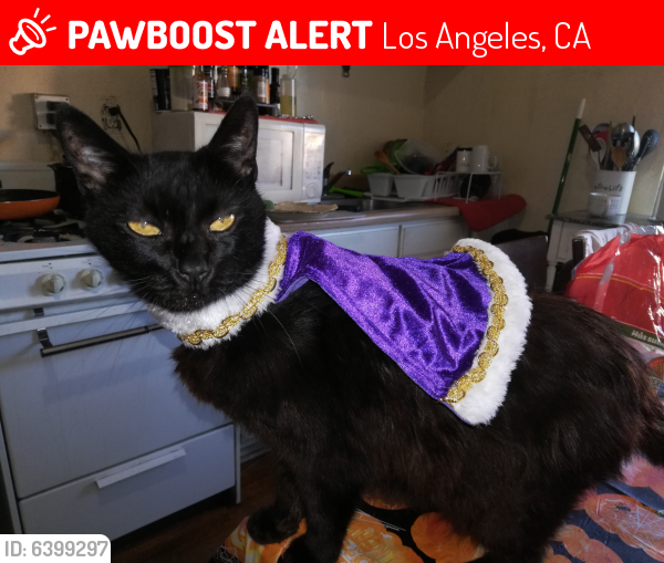 Lost Male Cat last seen 254th and frampton, Los Angeles, CA 90710