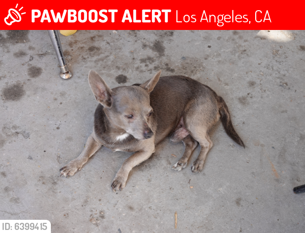 Lost Male Dog last seen Central Ave. & 41st Street, Los Angeles, CA 90011