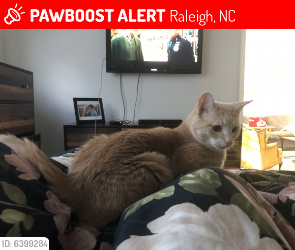Lost Male Cat last seen Ashley park apartments brier creek, Raleigh, NC 27617