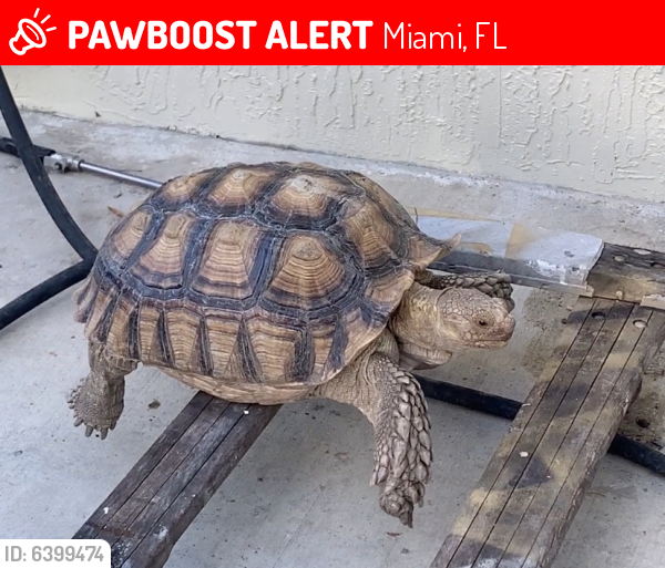 Lost Male Reptile last seen Publix, Miami, FL 33155
