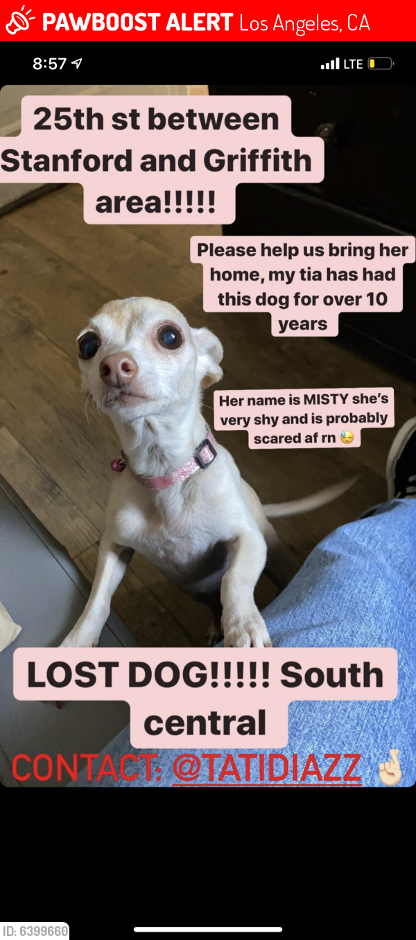 Lost Female Dog last seen Adams, San Pedro, Central, Los Angeles, CA 90011