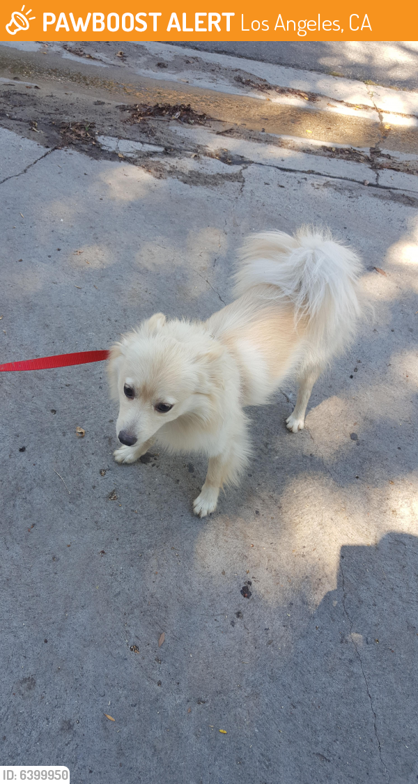 Found/Stray Male Dog last seen Hood Drive & Winnetka, Los Angeles, CA 91364