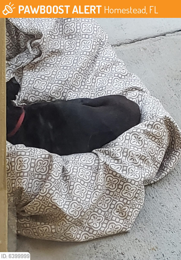 Found/Stray Unknown Dog last seen Stonebook , Homestead, FL 33033