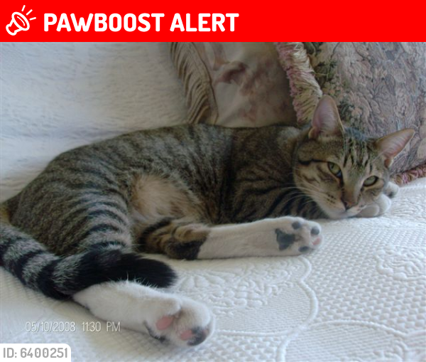 Deceased Male Cat last seen 17th St South Pacific, Sunset Beach , Huntington Beach, CA 90742