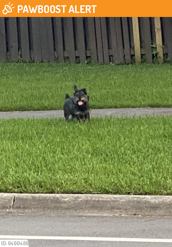 Found/Stray Unknown Dog last seen Saw 112 st and 135 ave, Miami-Dade County, FL 33156
