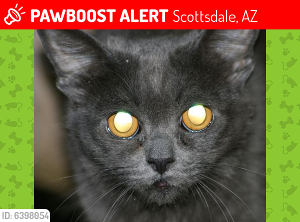 Lost Female Cat last seen Shea Blvd. and Scottsdale Rd., Scottsdale, AZ 85254