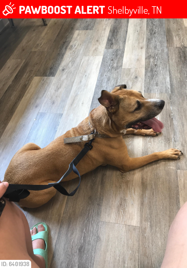 Lost Male Dog in Shelbyville, TN 37160 Named Unknown (ID 6401938