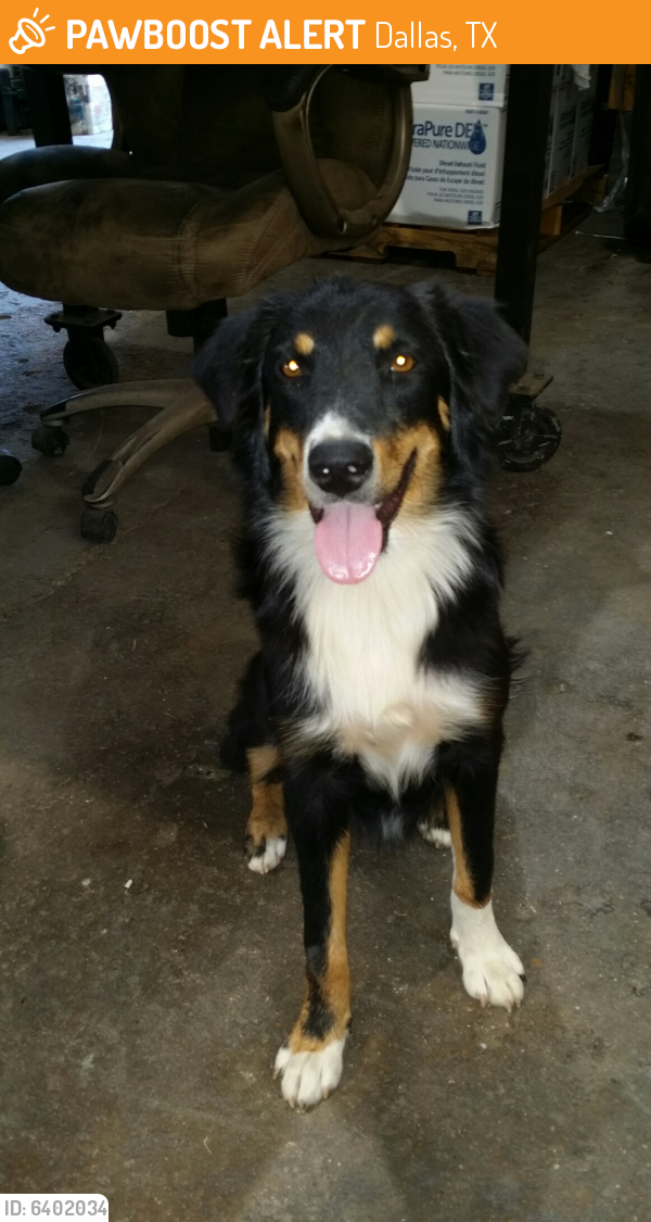 Found/Stray Female Dog last seen Bernal and Tumalo, Dallas, TX 75212