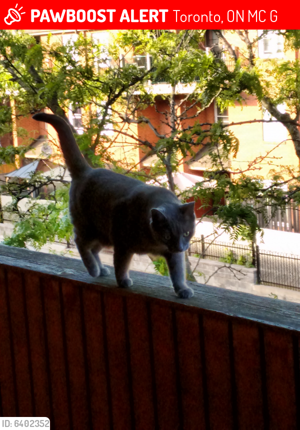 Lost Female Cat last seen Main and Danforth, Toronto, ON M4C 1G2