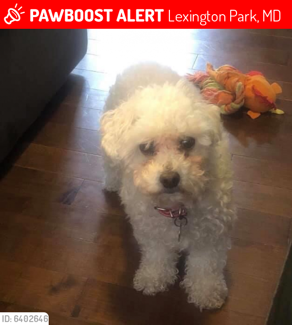 Lexington Park, MD Lost Female Dog, Carly Is Missing PawBoost