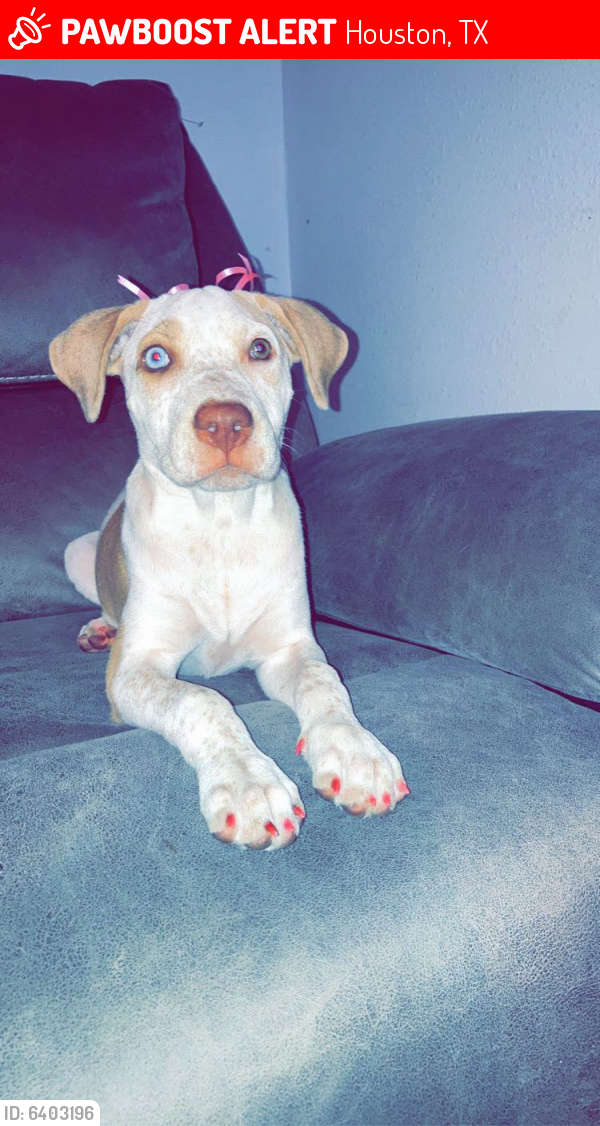 Lost Female Dog last seen Topeka st and Uvalde near I 10 in the 77530 zip ccode, Houston, TX 77015