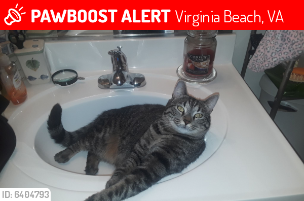Lost Female Cat last seen Millers Lane, Virginia Beach, VA 23451