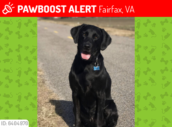 Lost Male Dog last seen Fairfax city, Fairfax, VA 22030