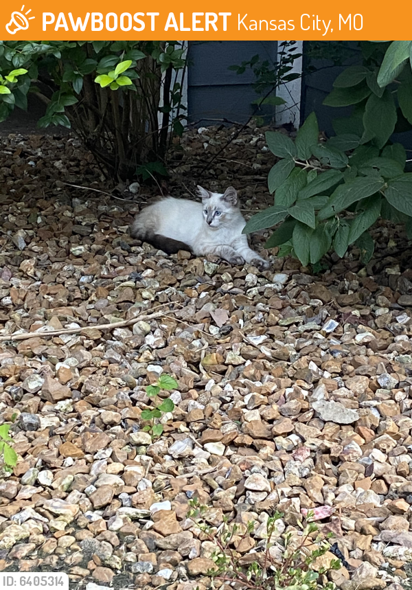 Found/Stray Cat in Kansas City, MO 64138 (ID 6405314) PawBoost