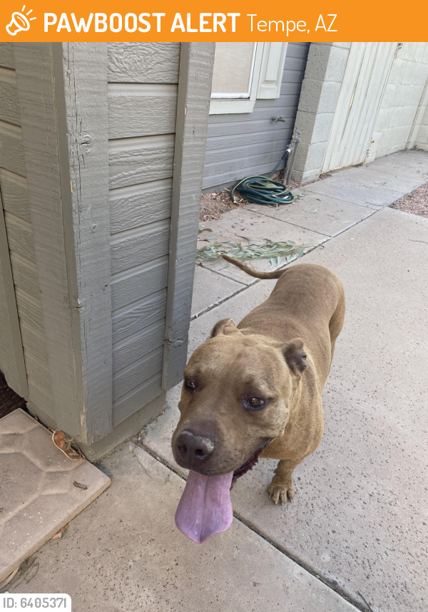Found/Stray Male Dog last seen 48th st and West Vineyard Rd, Tempe, AZ 85282