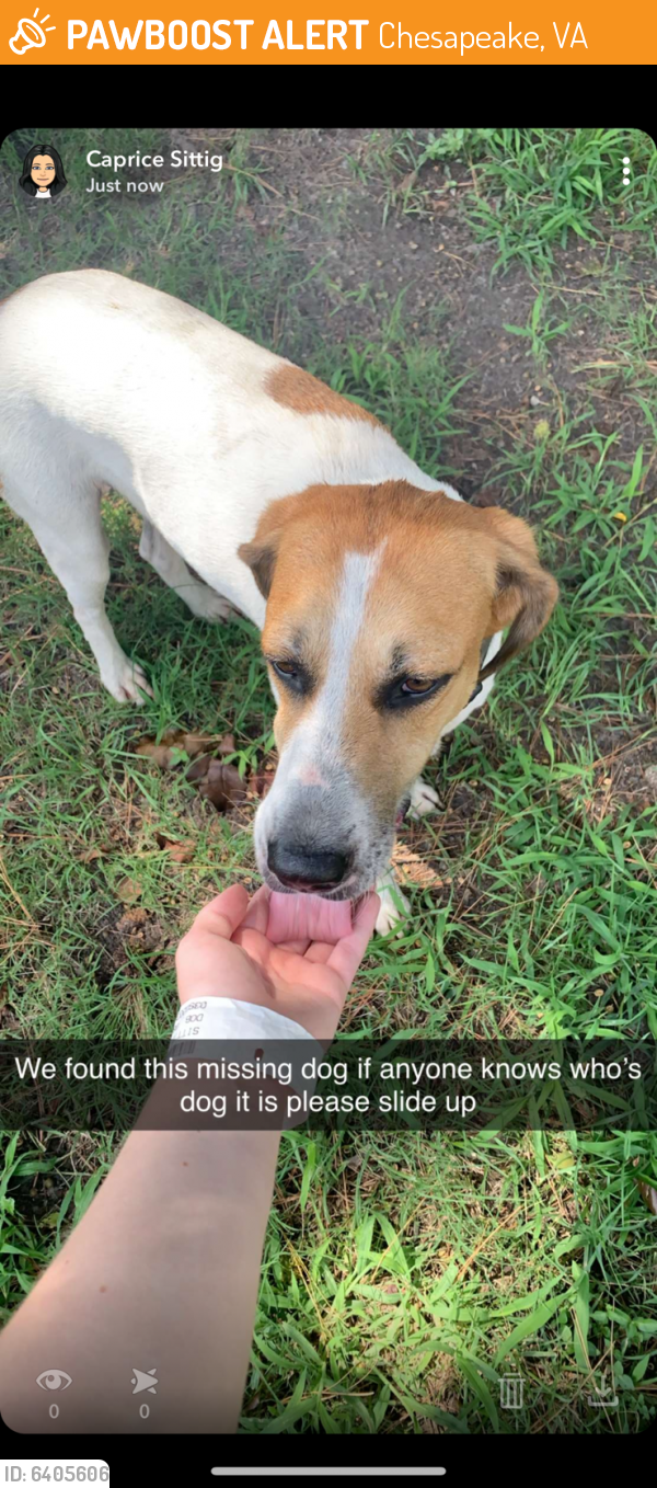 Found/Stray Male Dog last seen Annie cir & Calonia arch, Chesapeake, VA 23323