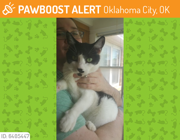 Rehomed Unknown Cat last seen NW 23rd & May Ave - Near Walgreens & MidFirst Bank, Oklahoma City, OK 73107