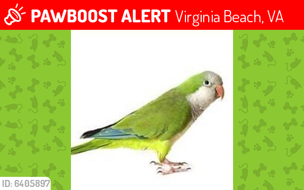Lost Female Bird last seen Baker street 1275 23455, Virginia Beach, VA 23455