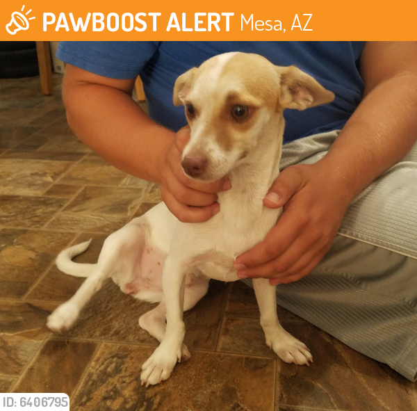 Found/Stray Female Dog last seen Off horne between mckellips and lehi rd., Mesa, AZ 85203